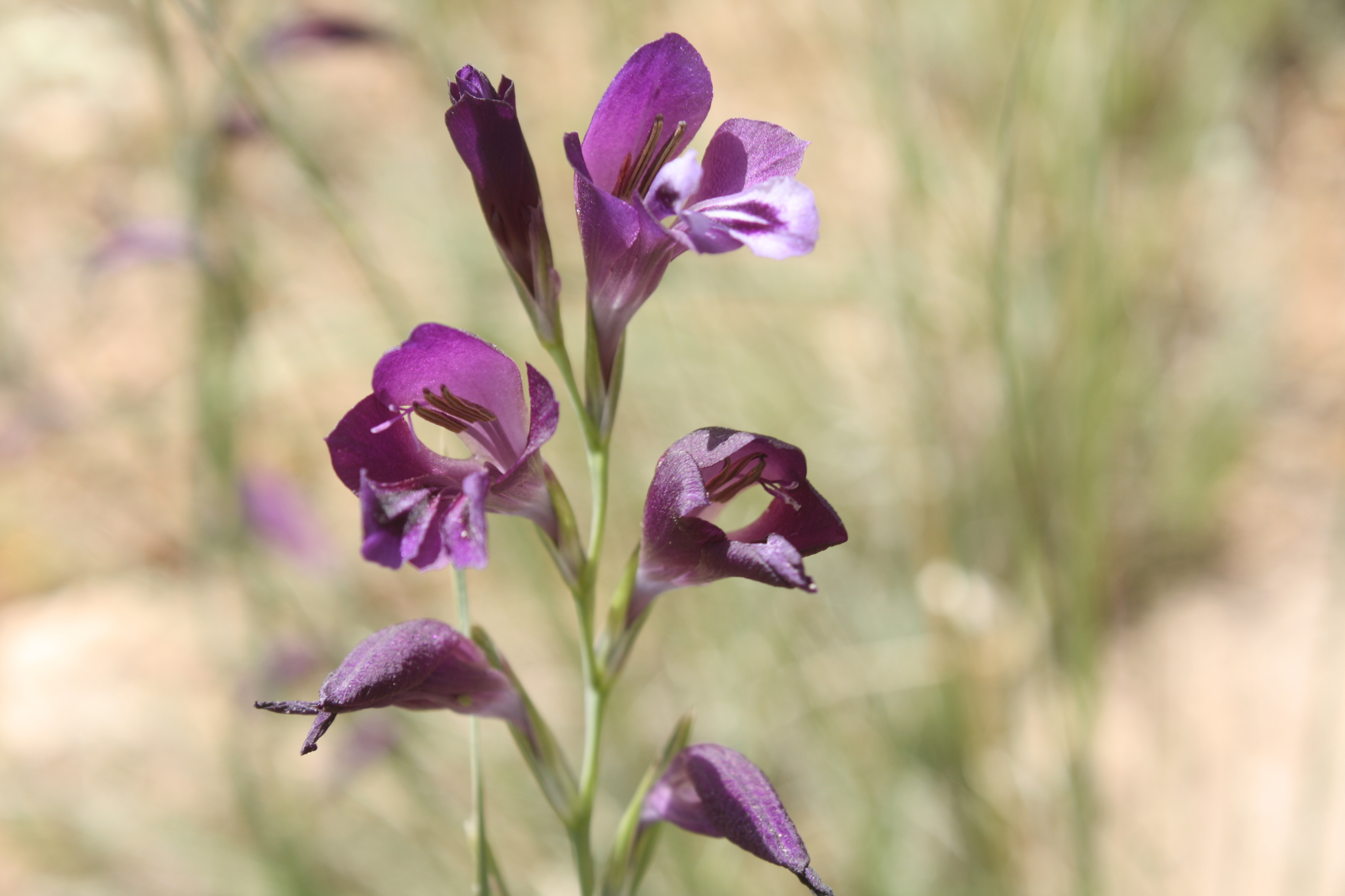 Gladiolus atroviolaceus Boiss